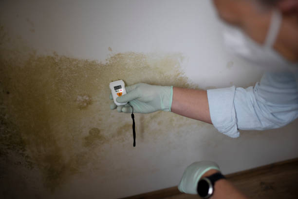 Why You Should Choose Our Mold Remediation Services in Northwest Harwinton, CT